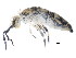  ( - BIOUG03901-H01)  @16 [ ] CreativeCommons - Attribution (2012) CBG Photography Group Centre for Biodiversity Genomics