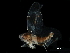  ( - BIOUG03926-A05)  @11 [ ] CreativeCommons - Attribution (2017) CBG Photography Group Centre for Biodiversity Genomics