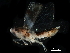  ( - BIOUG03926-A06)  @11 [ ] CreativeCommons - Attribution (2017) CBG Photography Group Centre for Biodiversity Genomics