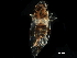  ( - BIOUG03926-A07)  @11 [ ] CreativeCommons - Attribution (2017) CBG Photography Group Centre for Biodiversity Genomics