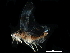  ( - BIOUG03926-D10)  @11 [ ] CreativeCommons - Attribution (2017) CBG Photography Group Centre for Biodiversity Genomics