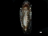  ( - BIOUG03926-E07)  @11 [ ] CreativeCommons - Attribution (2017) CBG Photography Group Centre for Biodiversity Genomics