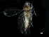  ( - BIOUG03926-E12)  @11 [ ] CreativeCommons - Attribution (2017) CBG Photography Group Centre for Biodiversity Genomics