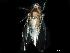  ( - BIOUG03926-G08)  @11 [ ] CreativeCommons - Attribution (2017) CBG Photography Group Centre for Biodiversity Genomics