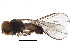  (Chalarus sp. CAN3 - BIOUG20748-B08)  @13 [ ] CreativeCommons - Attribution (2015) CBG Photography Group Centre for Biodiversity Genomics