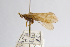  ( - 09NJAU-261)  @11 [ ] CreativeCommons - Attribution (2010) Unspecified Centre for Biodiversity Genomics