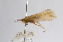  ( - 09NJAU-262)  @11 [ ] CreativeCommons - Attribution (2010) Unspecified Centre for Biodiversity Genomics