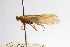 ( - 09NJAU-263)  @11 [ ] CreativeCommons - Attribution (2010) Unspecified Centre for Biodiversity Genomics