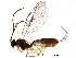 (Pantisarthrus lubricus - BIOUG21015-A10)  @15 [ ] CreativeCommons - Attribution (2016) CBG Photography Group Centre for Biodiversity Genomics