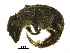  ( - BIOUG31178-F01)  @11 [ ] CreativeCommons - Attribution (2018) CBG Photography Group Centre for Biodiversity Genomics