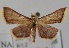  (Hypsopygia igniflualis - NAFU Pyr000108)  @14 [ ] Copyright (2010) Unspecified Northwest Agriculture and Forest University