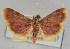  ( - NAFU Pyr000673)  @11 [ ] Copyright (2010) Unspecified Northwest Agriculture and Forest University