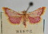 ( - NAFU Pyr000674)  @11 [ ] Copyright (2010) Unspecified Northwest Agriculture and Forest University