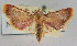  ( - NAFU Pyr000676)  @11 [ ] Copyright (2010) Unspecified Northwest Agriculture and Forest University