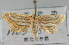  (Parapoynx vittalis - NAFU Pyr000688)  @11 [ ] Copyright (2010) Unspecified Northwest Agriculture and Forest University