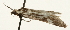  ( - Pyr001710)  @13 [ ] Copyright (2010) Unspecified Northwest Agriculture and Forest University