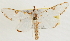  (Cirrhochrista nr. spinuella - Pyr001730)  @14 [ ] Copyright (2010) Unspecified Northwest Agriculture and Forest University