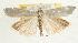  ( - Pyr001772)  @14 [ ] Copyright (2010) Unspecified Northwest Agriculture and Forest University