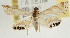  (Eoophyla menglensis - Pyr001804)  @14 [ ] Copyright (2010) Unspecified Northwest Agriculture and Forest University