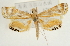  (Eoophyla halialis - Pyr001816)  @14 [ ] Copyright (2010) Unspecified Northwest Agriculture and Forest University