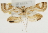 (Eoophyla sinensis - Pyr001855)  @14 [ ] Copyright (2010) Unspecified Northwest Agriculture and Forest University