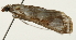  (Eoophyla mimeticalis - Pyr001856)  @11 [ ] Copyright (2010) Unspecified Northwest Agriculture and Forest University