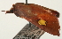  ( - Pyr001875)  @11 [ ] Copyright (2010) Unspecified Northwest Agriculture and Forest University