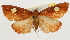  (Orybina - Pyr001877)  @14 [ ] Copyright (2010) Unspecified Northwest Agriculture and Forest University