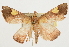  ( - Pyr001879)  @11 [ ] Copyright (2010) Unspecified Northwest Agriculture and Forest University