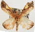 (Orybina flaviplaga - Pyr001880)  @13 [ ] Copyright (2010) Unspecified Northwest Agriculture and Forest University
