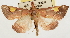  ( - Pyr001881)  @11 [ ] Copyright (2010) Unspecified Northwest Agriculture and Forest University