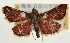  (Herculia ZY sp1 - Pyr001888)  @14 [ ] Copyright (2010) Unspecified Northwest Agriculture and Forest University
