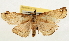  ( - Pyr001895)  @11 [ ] Copyright (2010) Unspecified Northwest Agriculture and Forest University