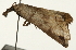  (Cataprosopus monstrosus - Pyr001898)  @11 [ ] Copyright (2010) Unspecified Northwest Agriculture and Forest University