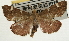  (Stemmatophora nr. flavicaput - Pyr001902)  @11 [ ] Copyright (2010) Unspecified Northwest Agriculture and Forest University