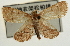  (Stemmatophora albifimbrialis - Pyr001903)  @11 [ ] Copyright (2010) Unspecified Northwest Agriculture and Forest University
