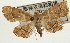  ( - Pyr001904)  @11 [ ] Copyright (2010) Unspecified Northwest Agriculture and Forest University