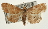  ( - Pyr001905)  @11 [ ] Copyright (2010) Unspecified Northwest Agriculture and Forest University