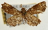  ( - Pyr001908)  @13 [ ] Copyright (2010) Unspecified Northwest Agriculture and Forest University