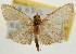  (Hypsopygia nr. nonusalis - Pyr001911)  @13 [ ] Copyright (2010) Unspecified Northwest Agriculture and Forest University