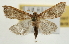  ( - Pyr001917)  @14 [ ] Copyright (2010) Unspecified Northwest Agriculture and Forest University