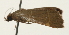  (Hypsopygia nr. glaucinalis - Pyr001920)  @11 [ ] Copyright (2010) Unspecified Northwest Agriculture and Forest University