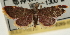  ( - Pyr001930)  @11 [ ] Copyright (2010) Unspecified Northwest Agriculture and Forest University
