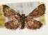  ( - Pyr001936)  @14 [ ] Copyright (2010) Unspecified Northwest Agriculture and Forest University