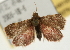  ( - Pyr001937)  @13 [ ] Copyright (2010) Unspecified Northwest Agriculture and Forest University
