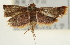  ( - Pyr001938)  @13 [ ] Copyright (2010) Unspecified Northwest Agriculture and Forest University