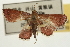  ( - Pyr001948)  @11 [ ] Copyright (2010) Unspecified Northwest Agriculture and Forest University