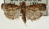  ( - Pyr001990)  @11 [ ] Copyright (2010) Unspecified Northwest Agriculture and Forest University