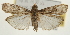  ( - Pyr001991)  @14 [ ] Copyright (2010) Unspecified Northwest Agriculture and Forest University