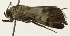  (Lepidogma ZY sp1 - Pyr002016)  @13 [ ] Copyright (2010) Unspecified Northwest Agriculture and Forest University